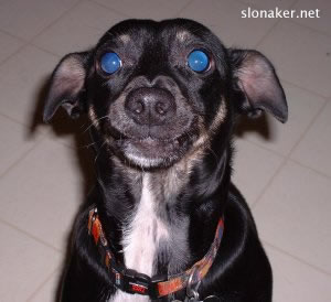 Nigel waiting patientlyfor a biscuit
Keywords: nigel biscuit dog waiting blue eyes