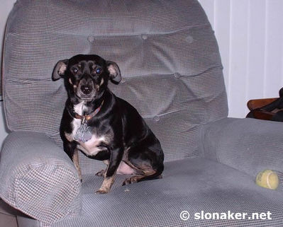 Nigel in my chair, looking sad...
Keywords: nigel chair dog sad recliner