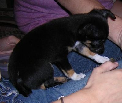 Stevie, a Chihuahua puppy named after my father by his friend Greg's daughter Jennifer
